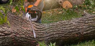 Best Fruit Tree Pruning  in Earlington, KY